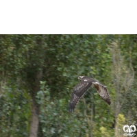 گونه عقاب ماهیگیر Osprey